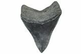 Fossil Megalodon Tooth - South Carolina #362257-2